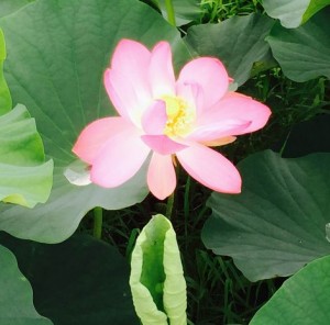 2015hasu